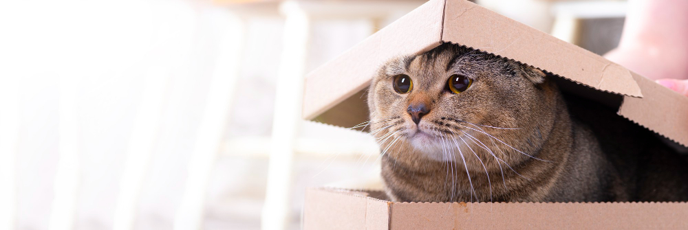 Lire la suite à propos de l’article Comment préparer son chat à adopter de nouvelles habitudes lors d’un déménagement dans une nouvelle maison